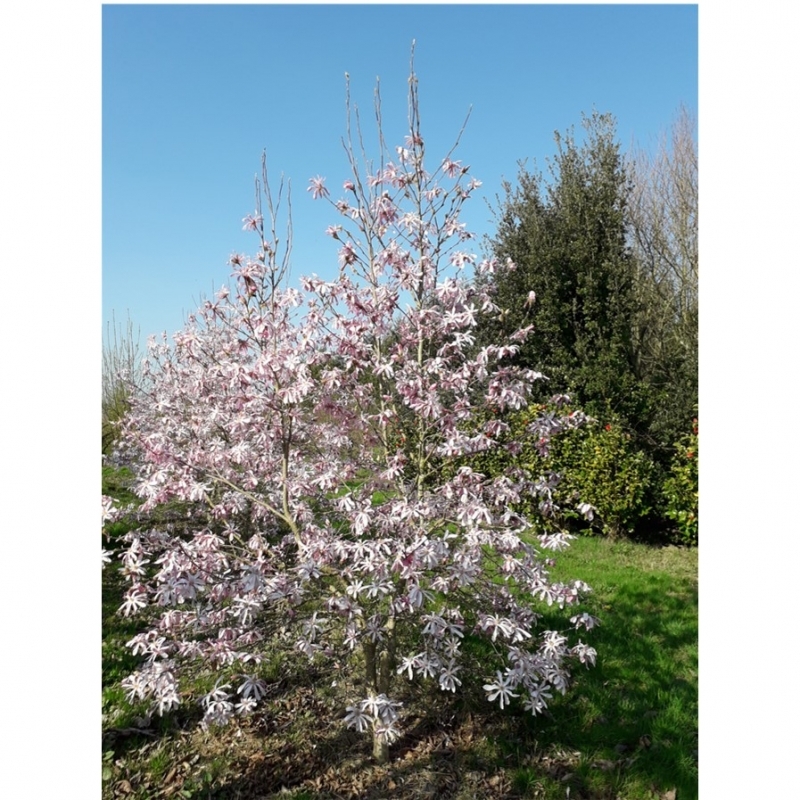 Magnolia x loebneri Léonard Messel