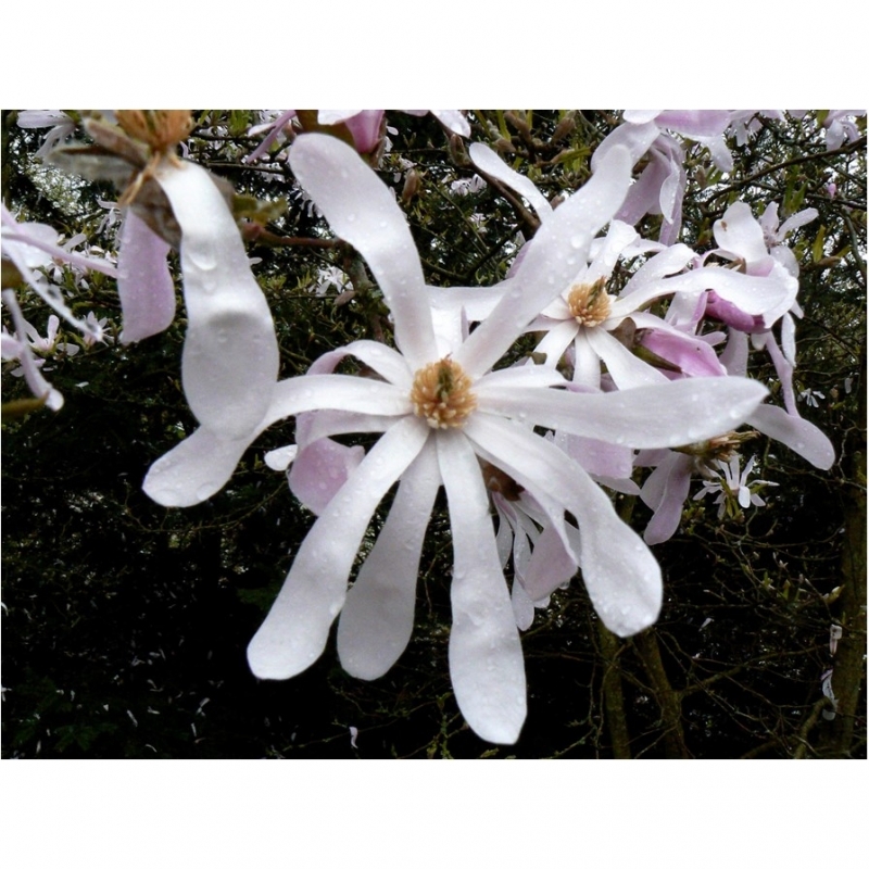 Magnolia x loebneri Léonard Messel