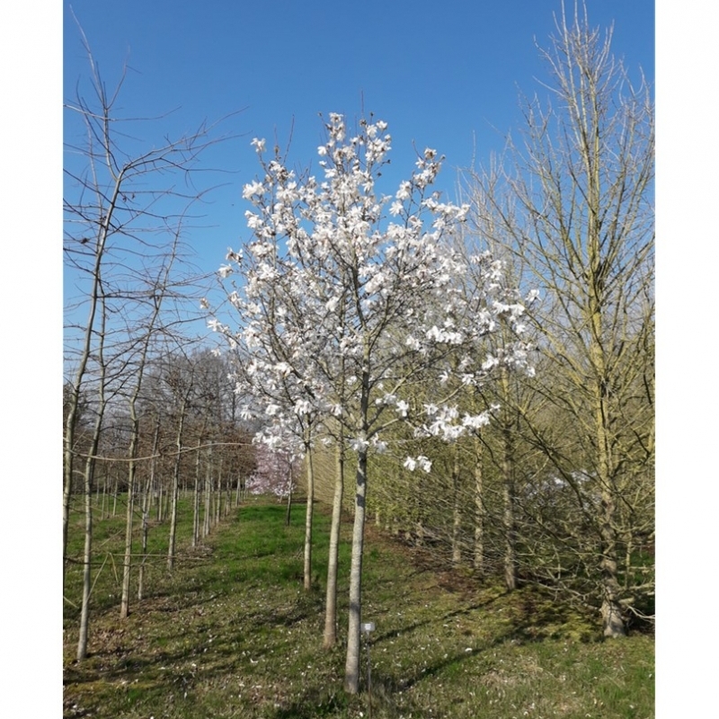 Magnolia x loebneri Merril