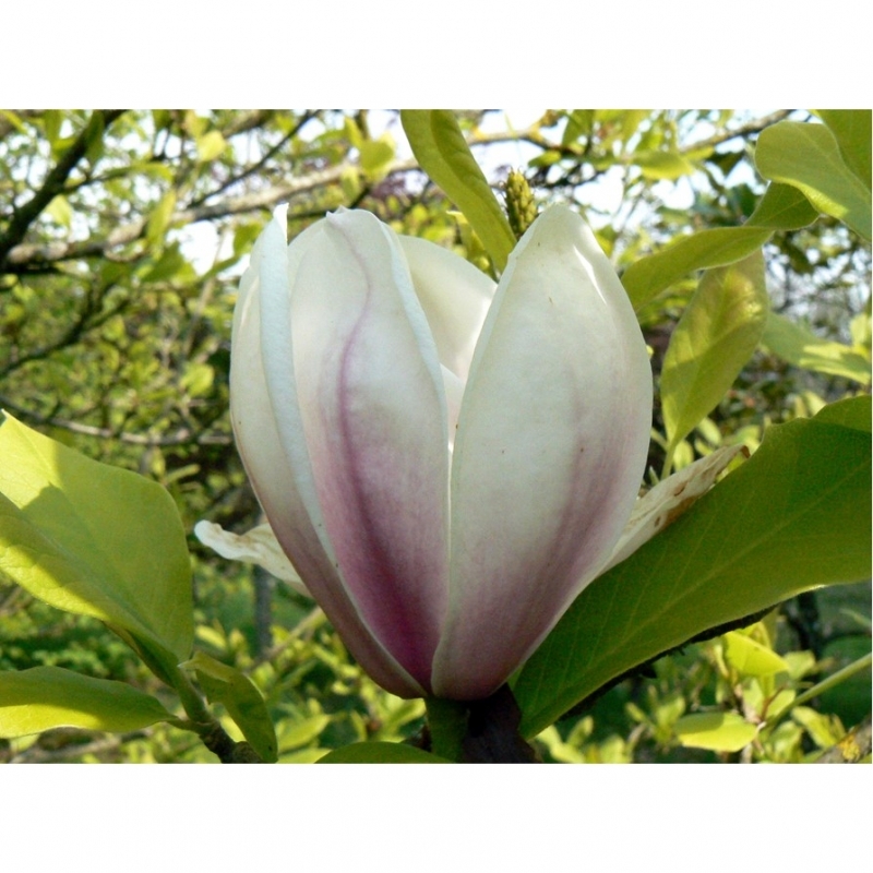 Magnolia x soulangeana