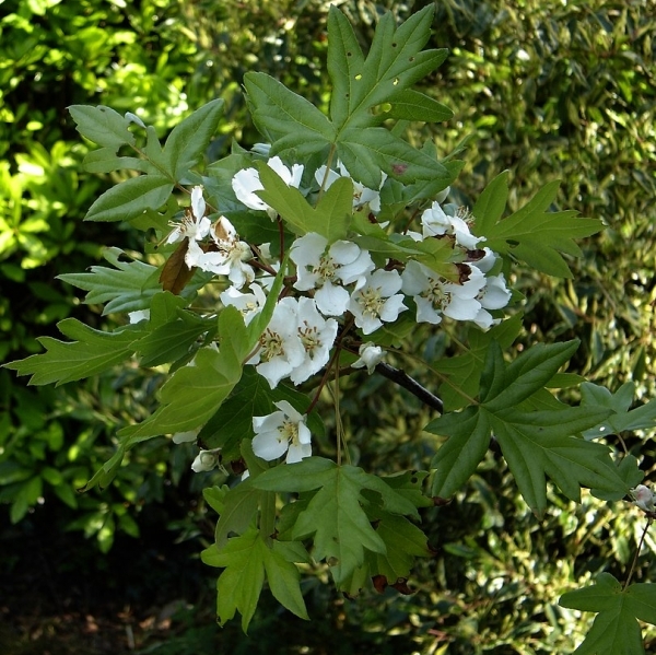 Pommier à feuilles d'érable, Pommier trilobé