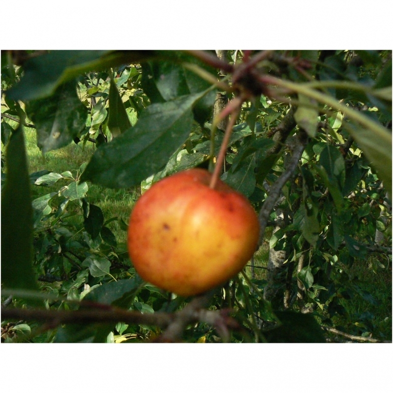 Pommier d'ornement John Downie