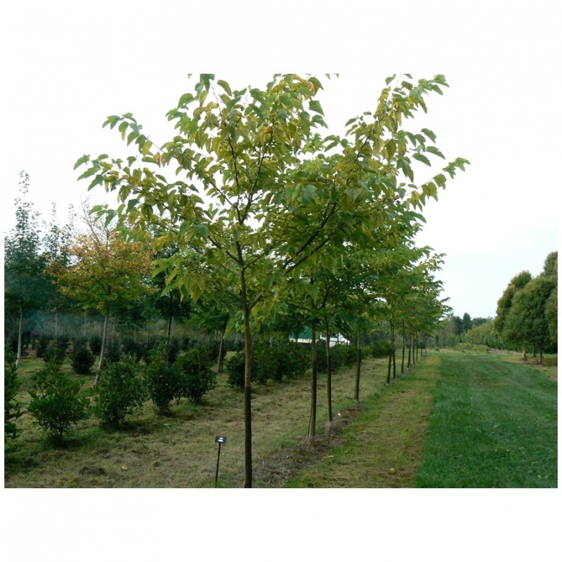 Murier à feuilles de platane sans fruit