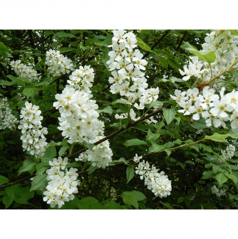 Cerisier à grappes, Arbre au muguet