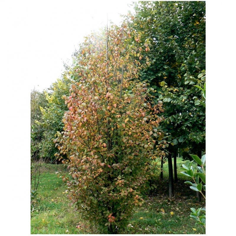 Cerisier à grappes, Arbre au muguet