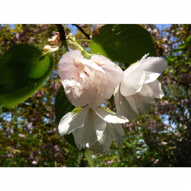 Cerisier du Japon Miyako, Cerisier du Japon Shimidsu