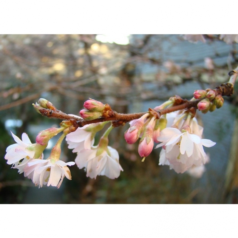 Cerisier du Japon Autumnalis Rosea