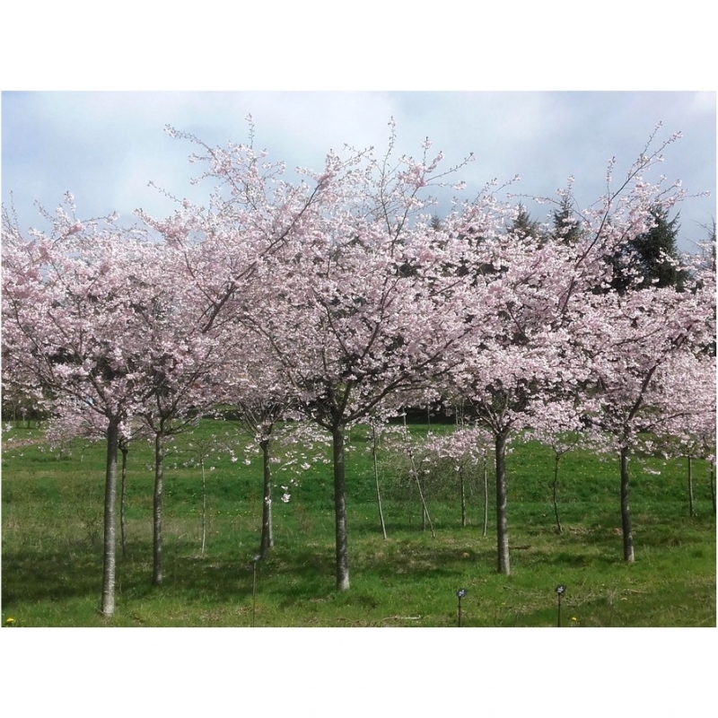 Cerisier du Japon Accolade