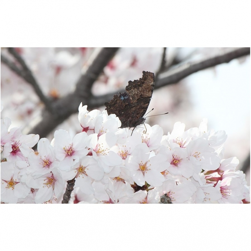 Cerisier du Japon Yedoensis