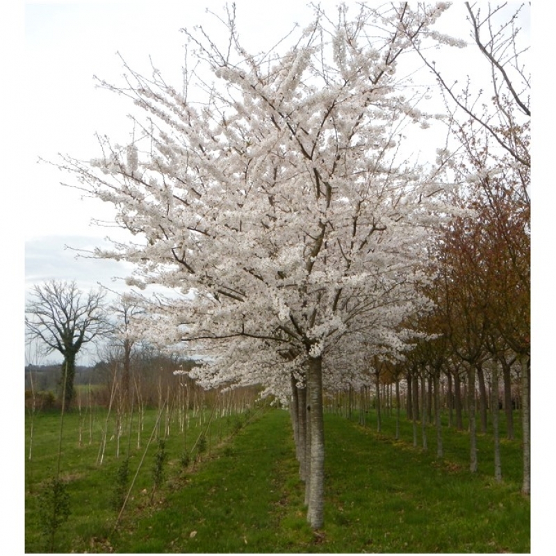 Cerisier du Japon Yedoensis