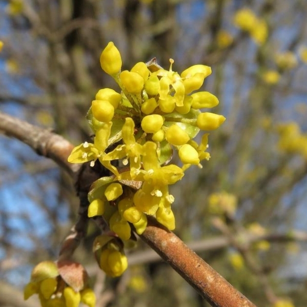 Cornouiller mâle, Mimosa du Causse