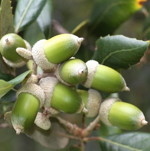 Chêne vert