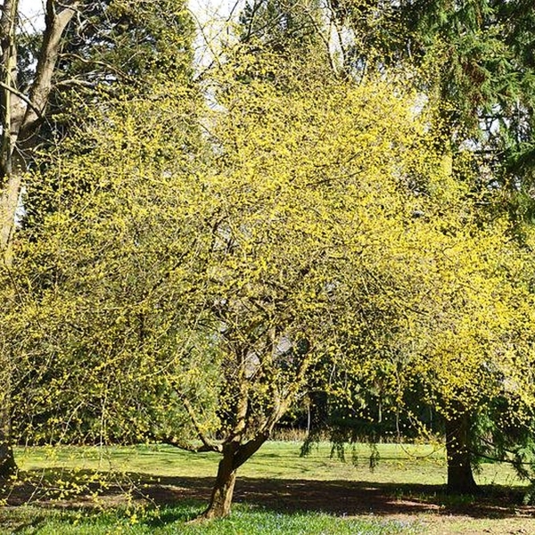 Cornouiller mâle, Mimosa du Causse