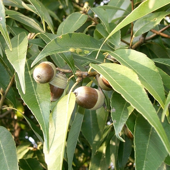 Chêne à feuilles de myrsine