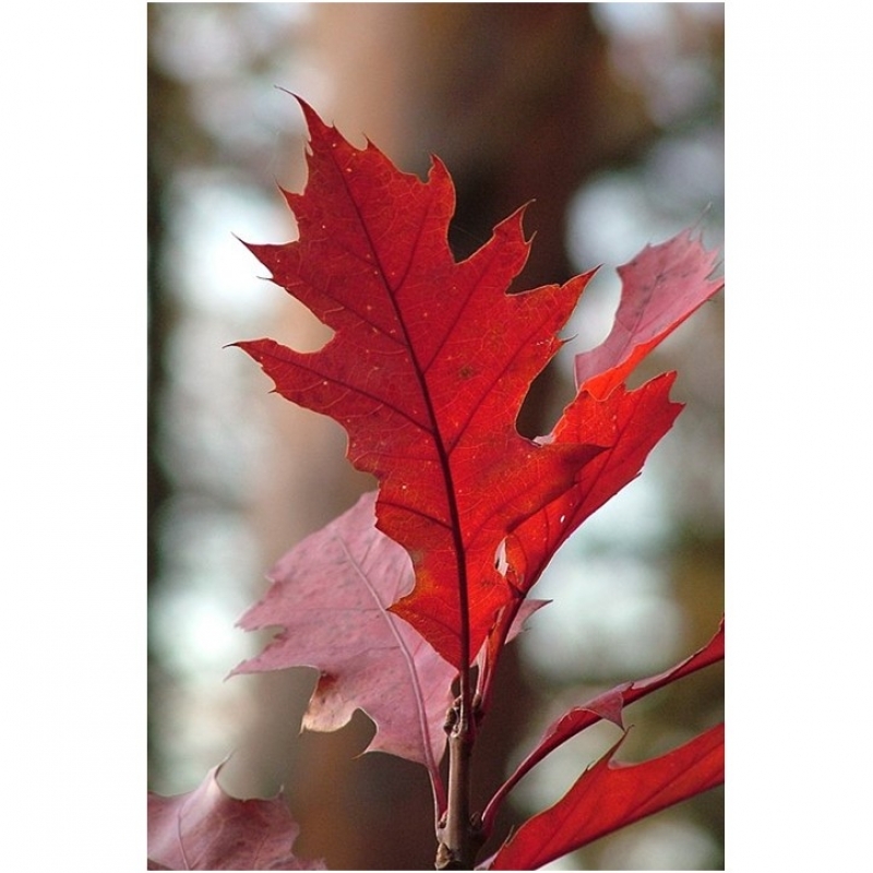 Chêne rouge d'Amérique