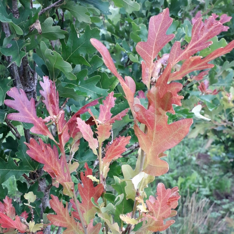 Chêne colonnaire Crimson Spire