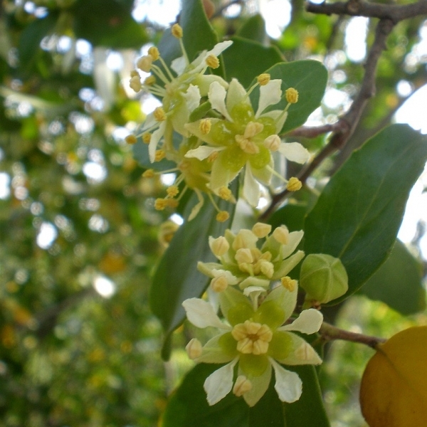 Bois de Panama