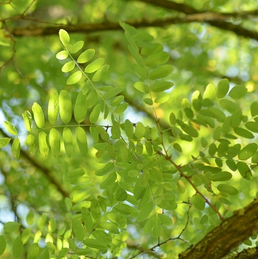 Robinier faux acacia