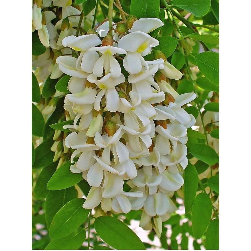 Robinier faux acacia