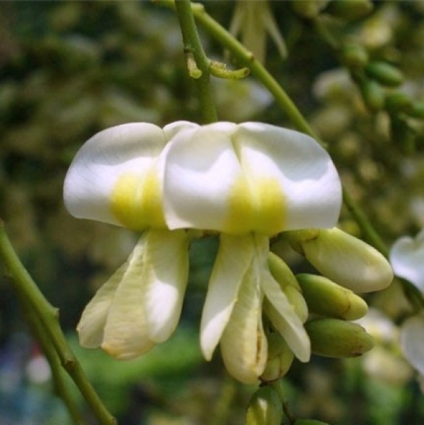 Sophora du Japon