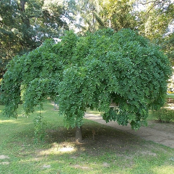 Sophora du Japon pleureur