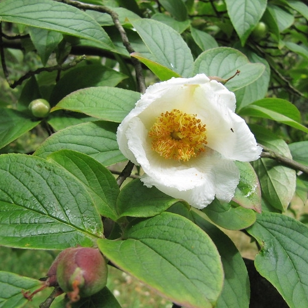 Stewartia à grandes fleurs