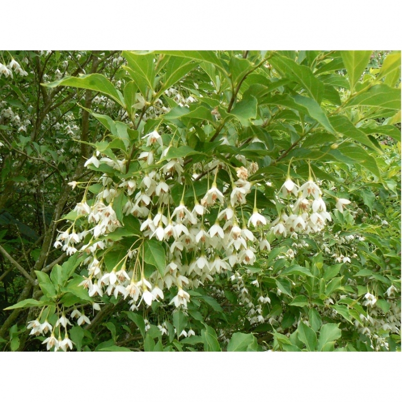 Arbre aux clochettes d'argent