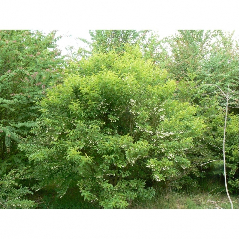 Arbre aux clochettes d'argent