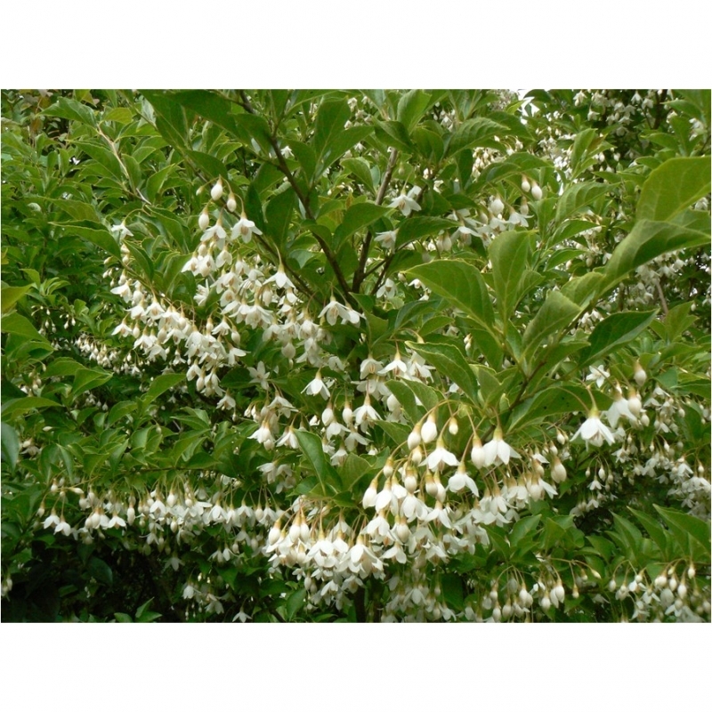 Arbre aux clochettes d'argent