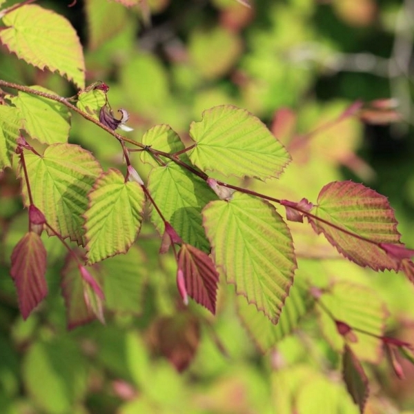 Corylopsis pauciflora