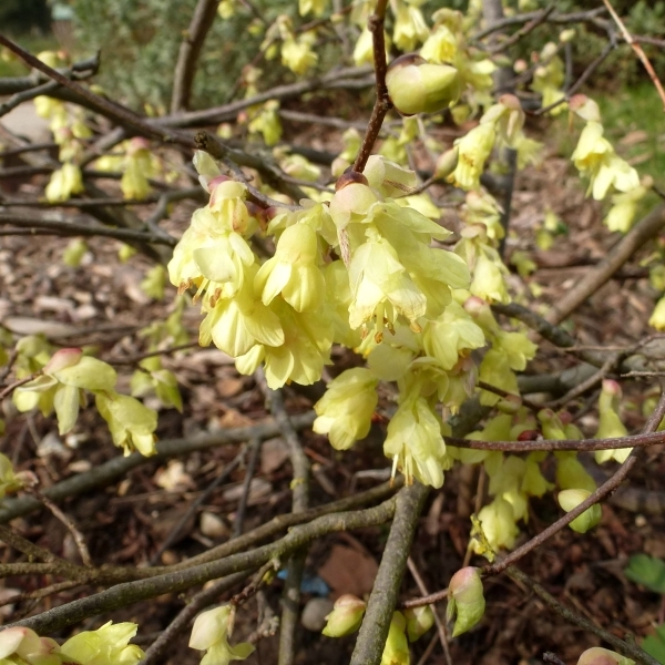 Corylopsis pauciflora