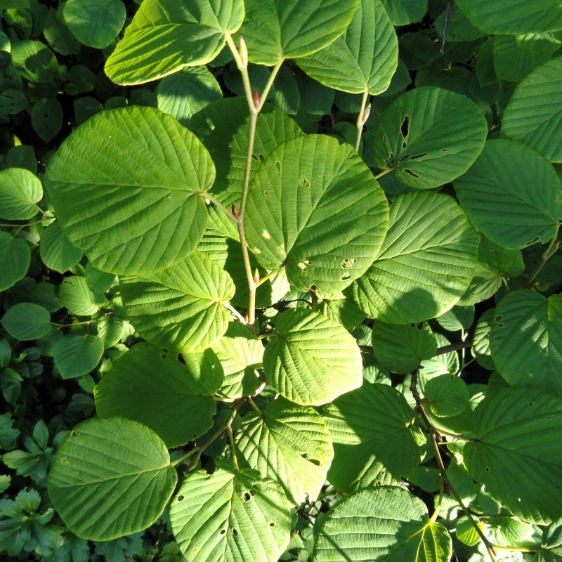 Corylopsis spicata