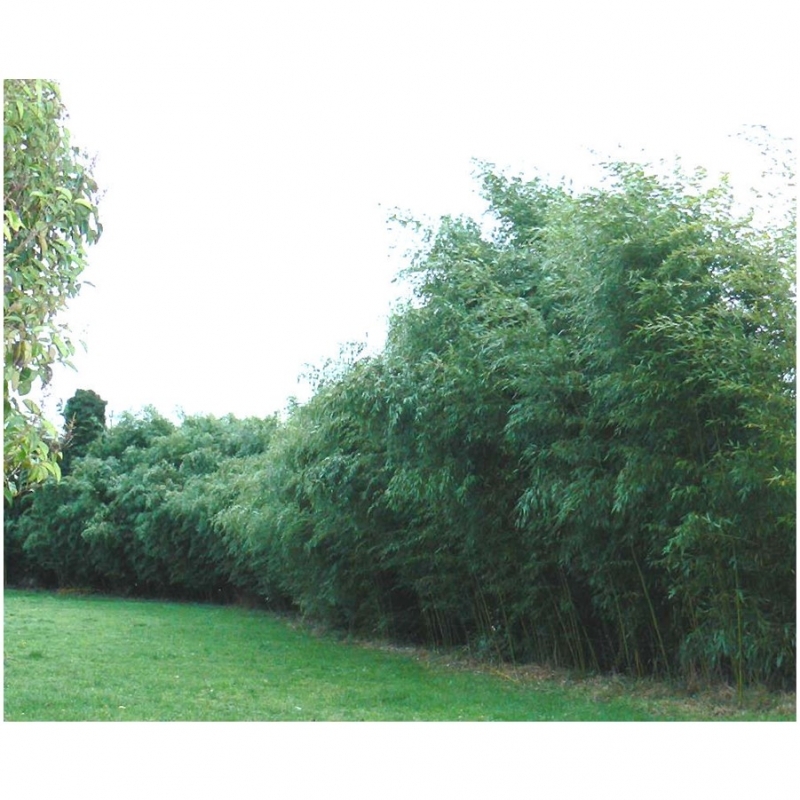 Phyllostachys flexuosa