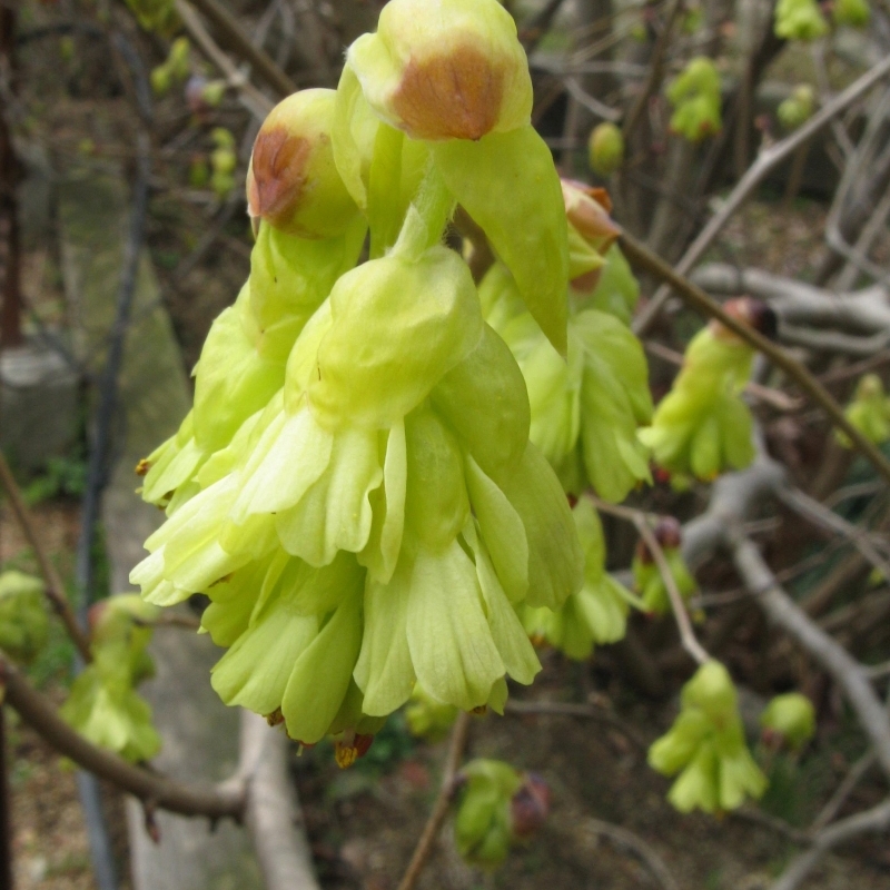 Corylopsis spicata