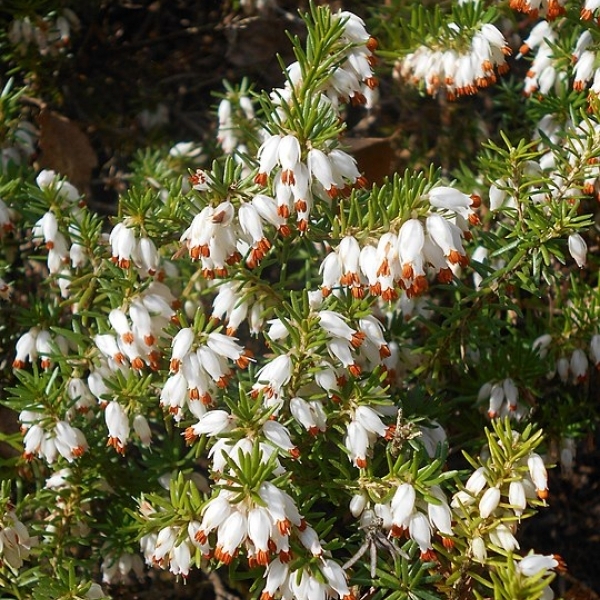 Bruyère alpine Alba