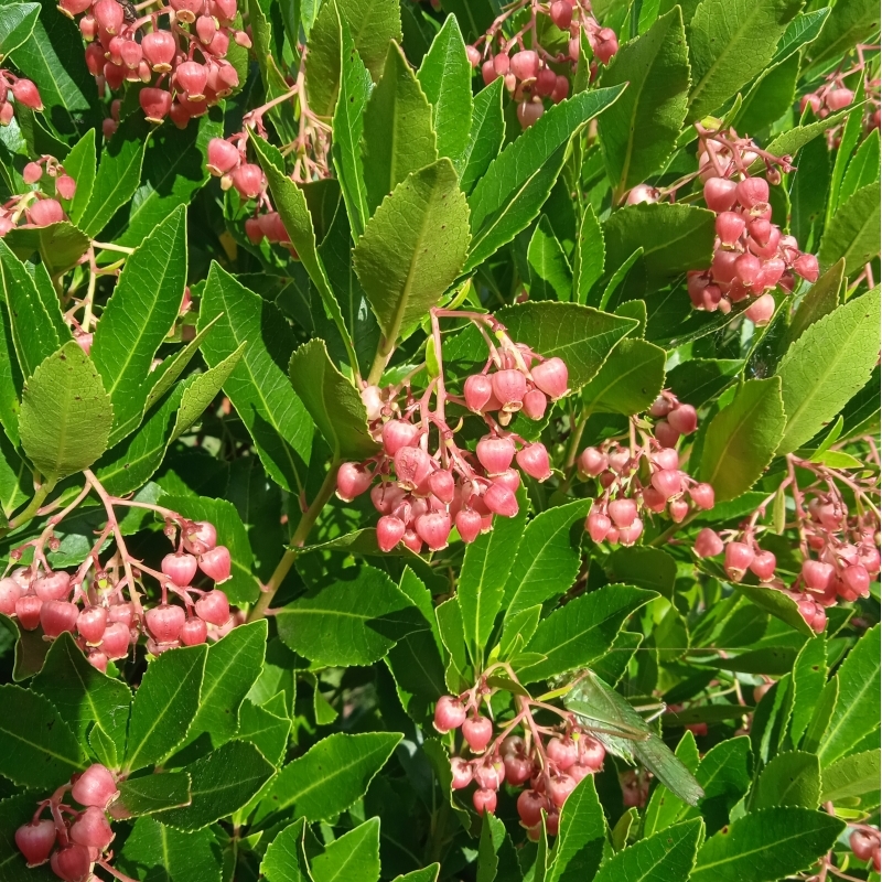 Arbousier rubra, Arbre aux fraises Rubra