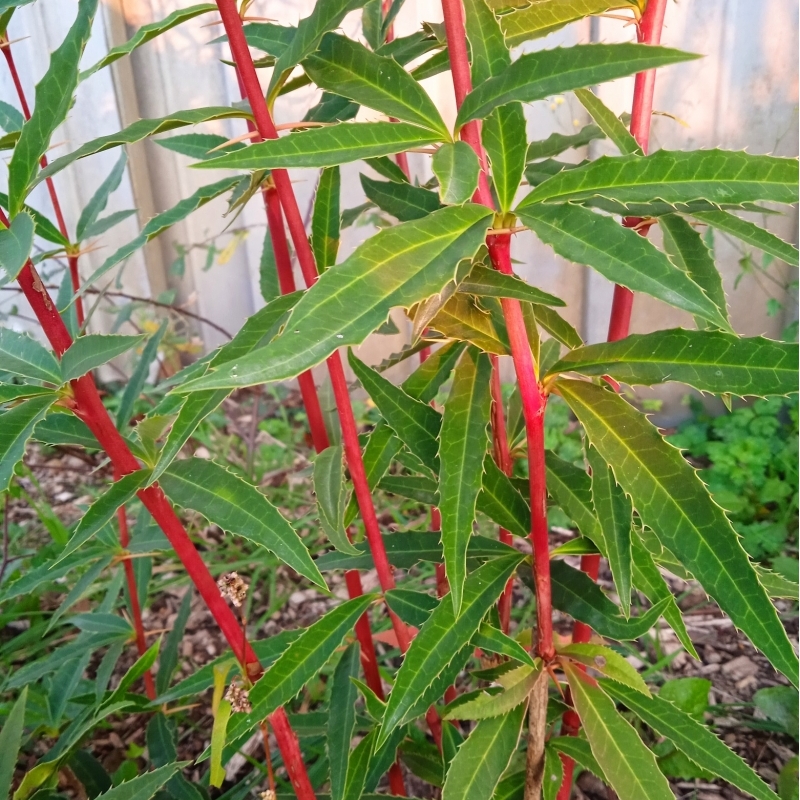 Epine-vinette insignis subsp. Incrassata