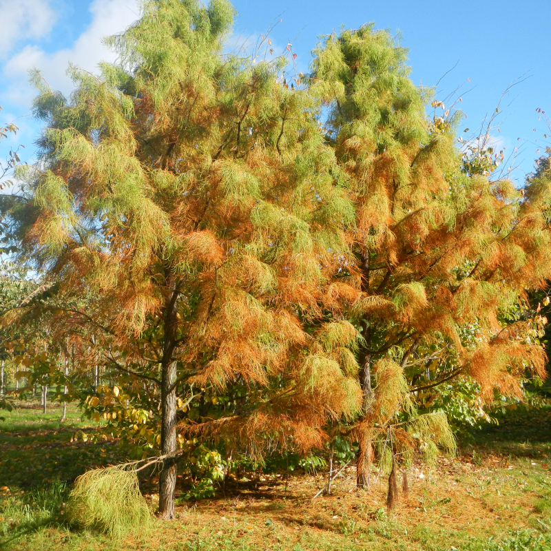 Cyprès chauve Nutans