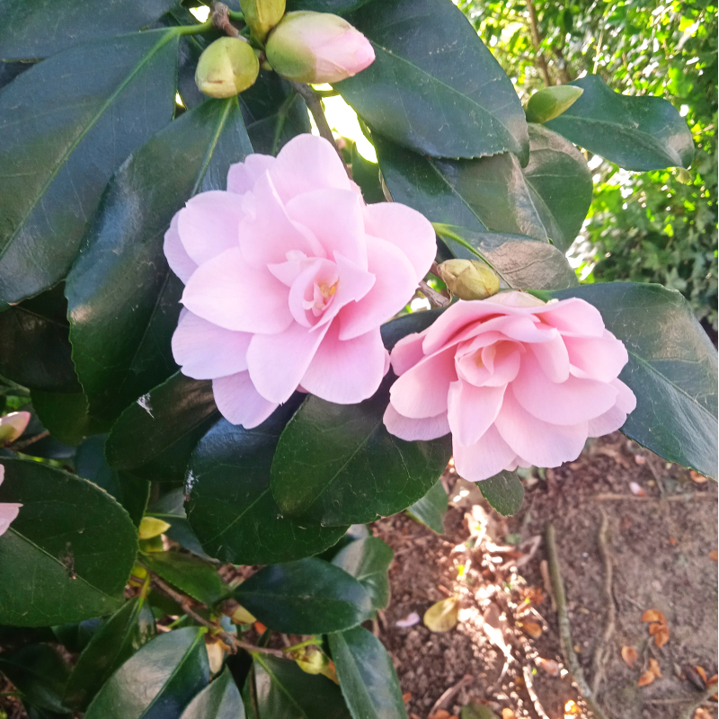 Camellia japonais Fleur de Pecher