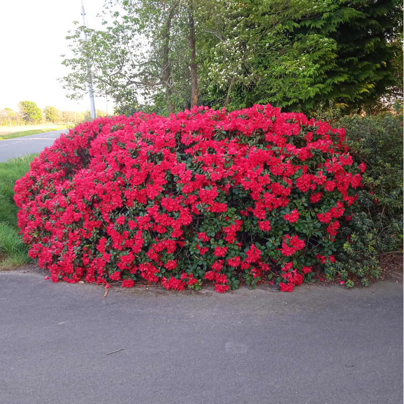 Rhododendron nain Scarlet Wonder