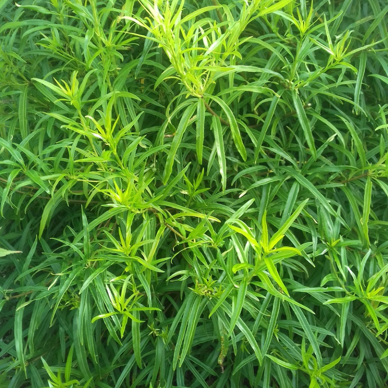 Pittospore illicioïdes Narrow Leaf