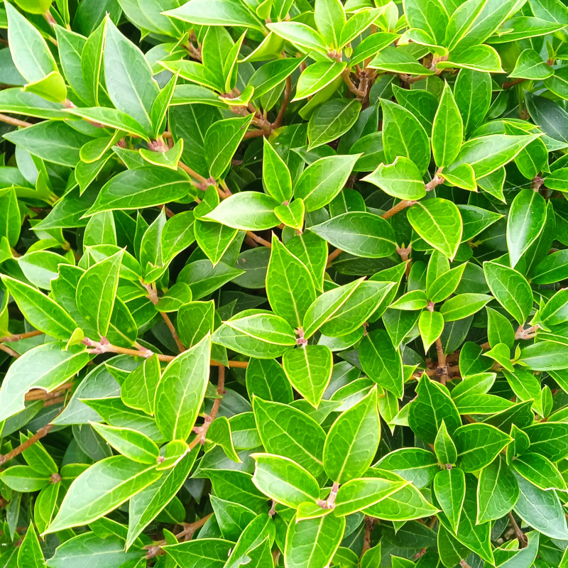 Osmanthe à feuilles de myrte