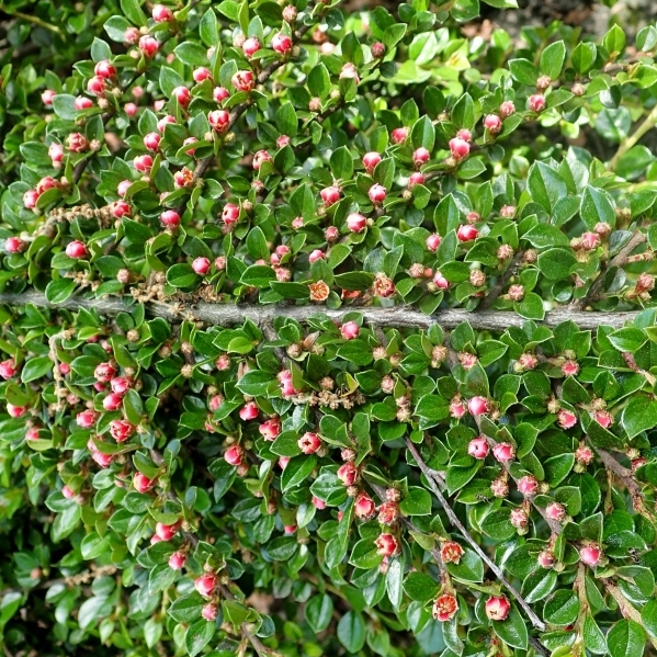 Cotoneaster rampant