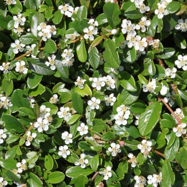 Cotoneaster à petites feuilles Streib's Findling