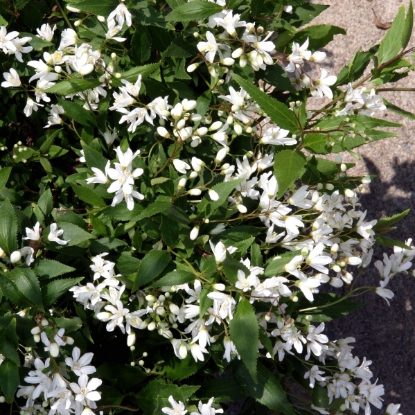 Deutzia crenata Nikko