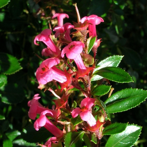 Escallonia rubra var. Macrantha