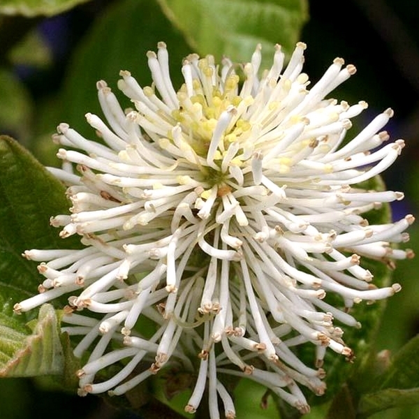 Fothergilla major