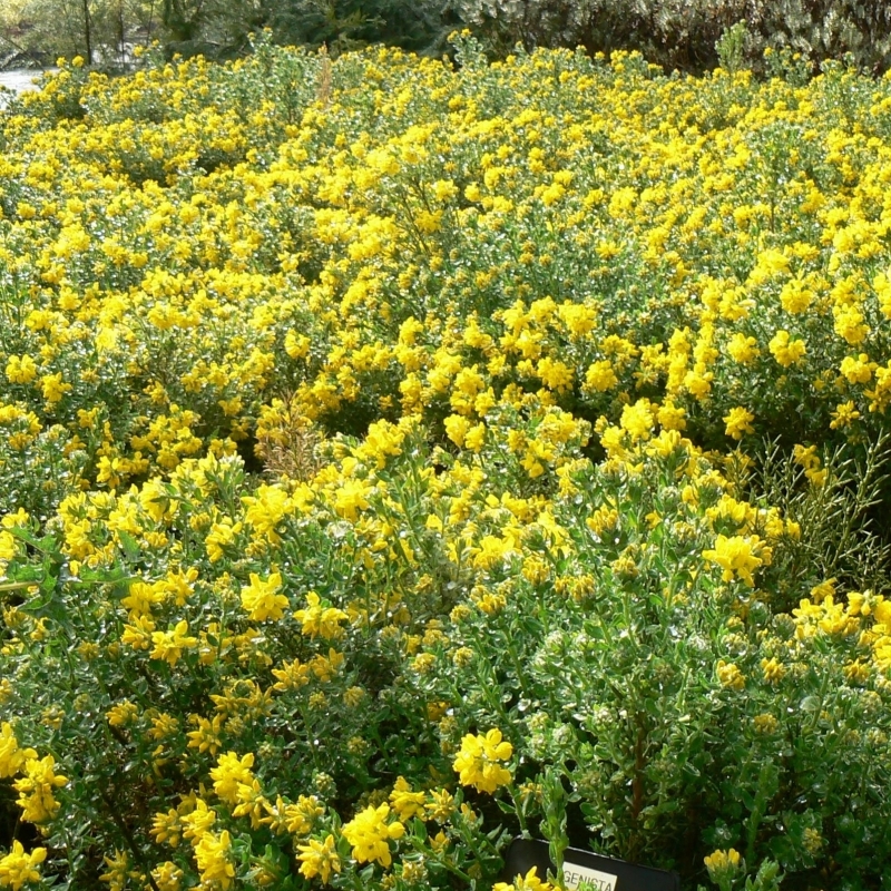 Ajonc d'Espagne