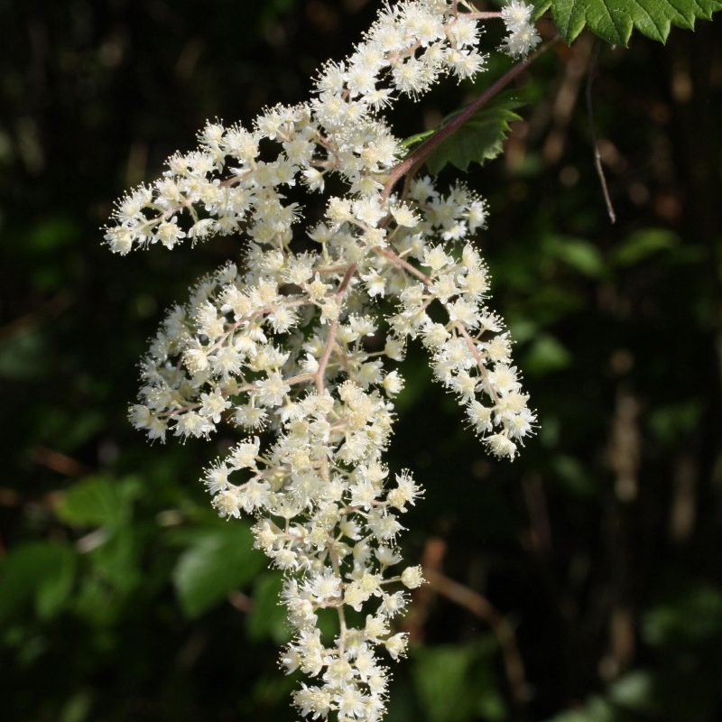 Holodiscus discolor