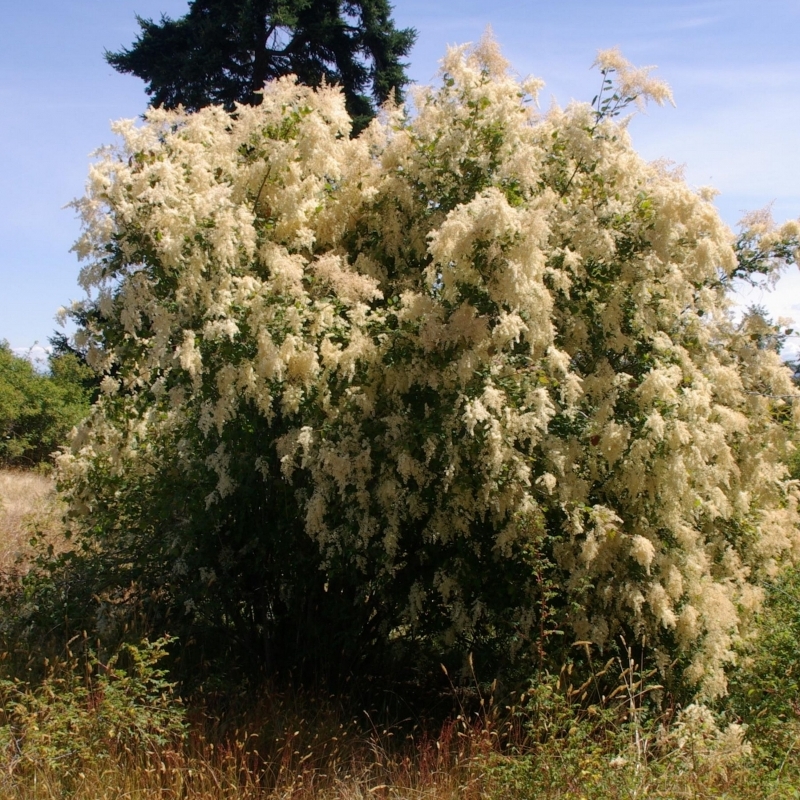 Holodiscus discolor